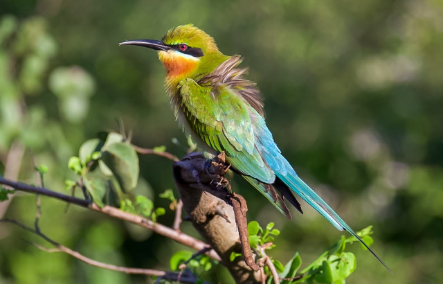 Green Bee Eater