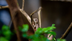 Nature's Camouflage
