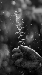 Lifeblood of the Bloom