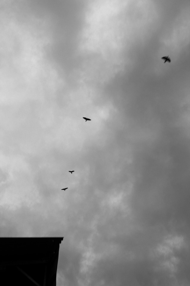 The dark sky with crows