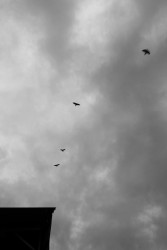 The dark sky with crows