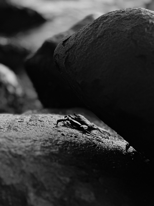 Crab