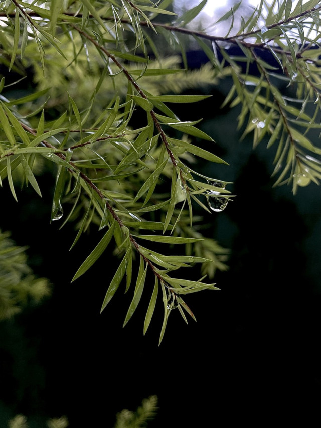 Rain drops