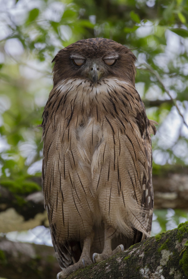 Death Stare