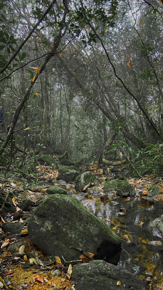 Misty Woods of Sinharaja
