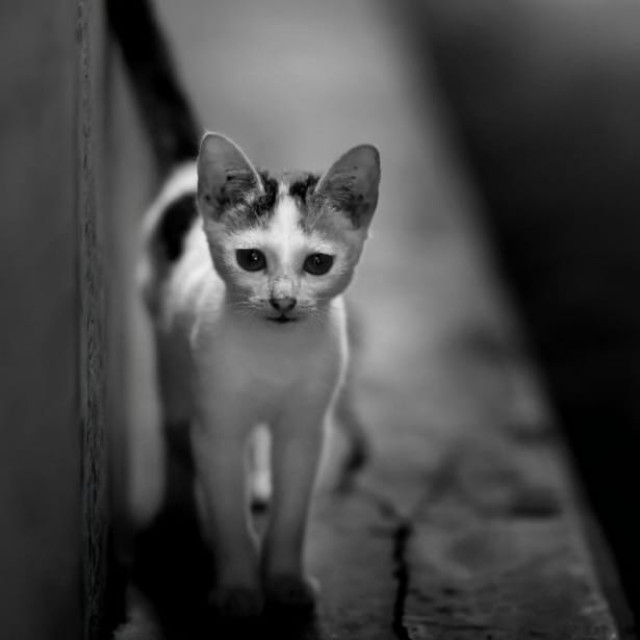 CAT-i-tude