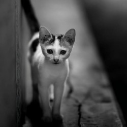 CAT-i-tude