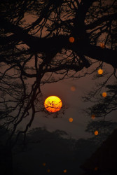 Sunrise Twilight