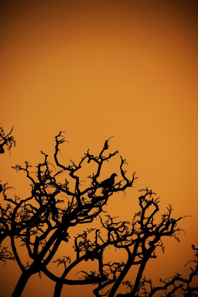 Fading Warmth