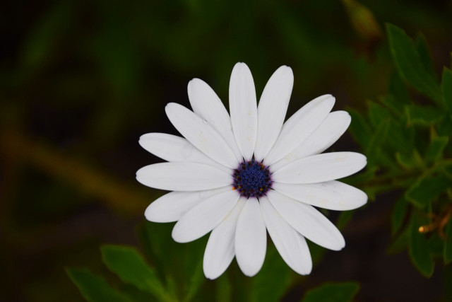 White Daisy