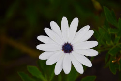 White Daisy