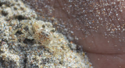 Sri lankan sand crab