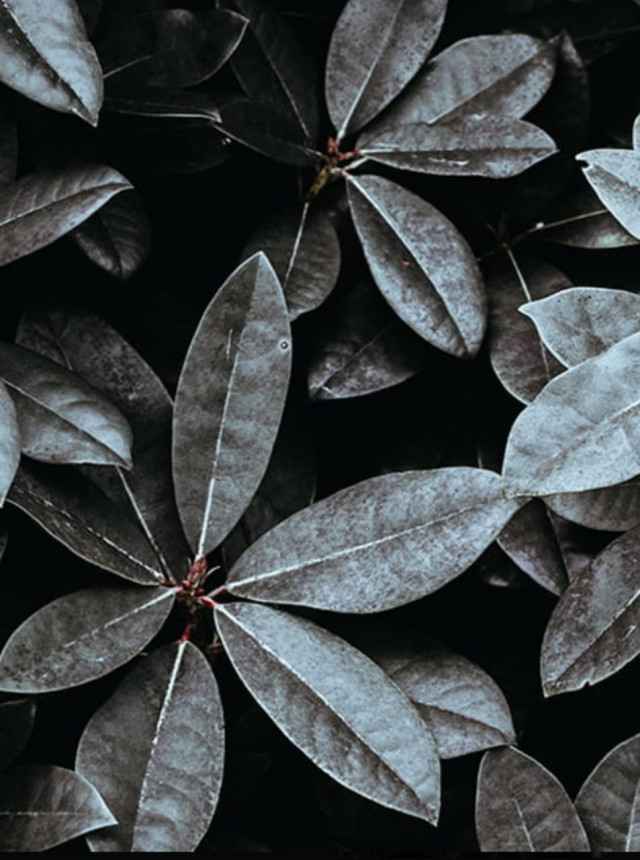 Leaves