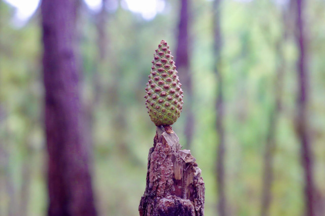 Nature