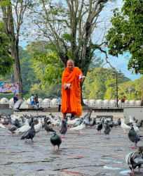Monque feeding to pigeons