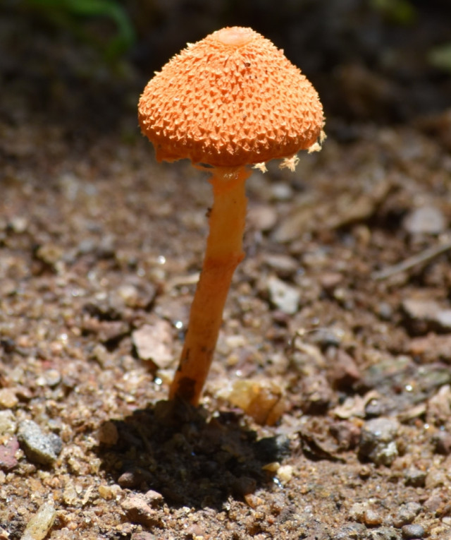 Basidiocarp