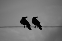 Duo