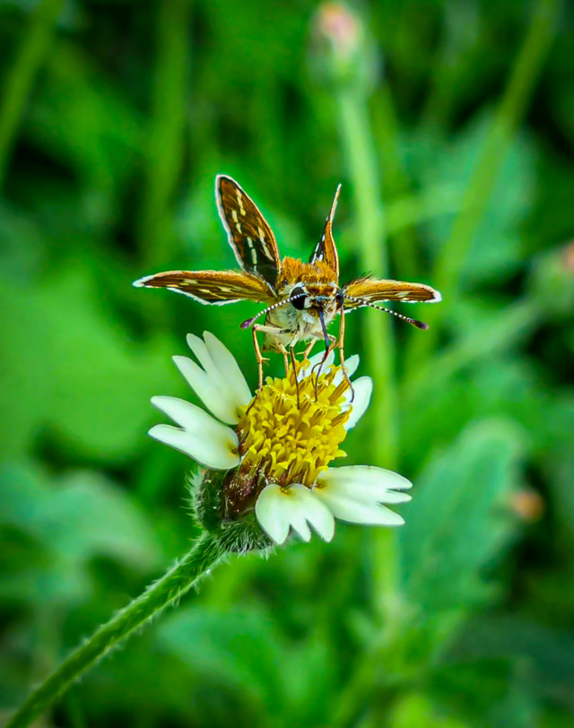 Nature