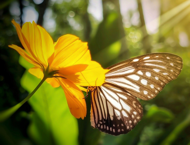 Nature