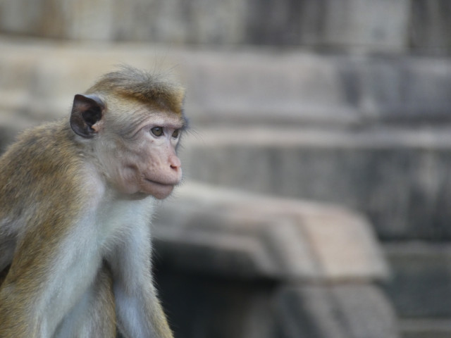 Monkey