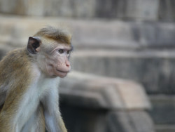Monkey
