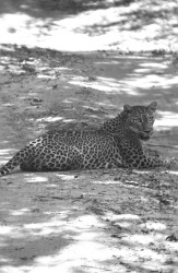 Leopard