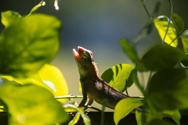 Red Mouth