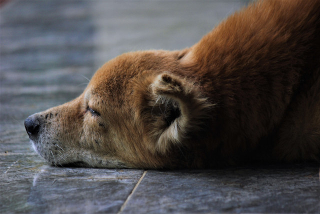 Dog