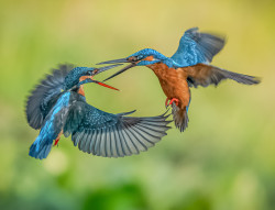 Aerial Romance