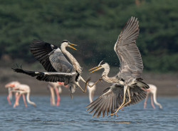 Aerial Combat