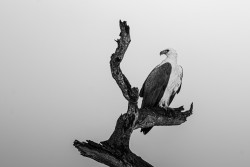 Coastal Guardian