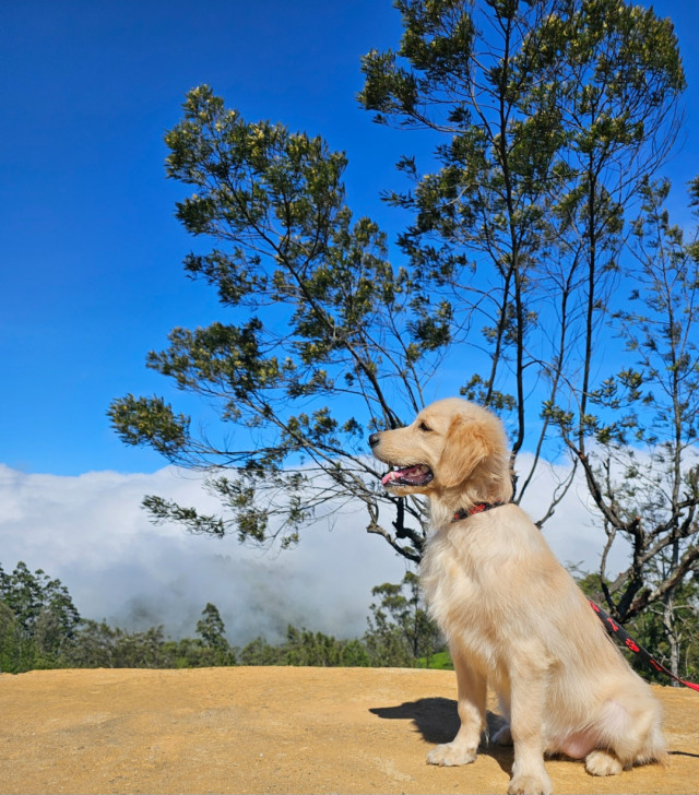 Love Is A Wet Norse And A Happy Tail