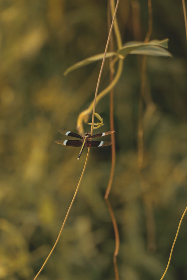 dragonfly