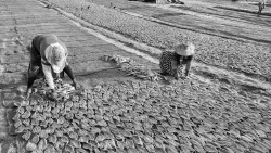 Harvest