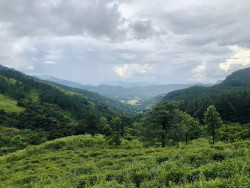 Knuckles Conservation Forest