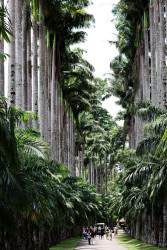 Forest path