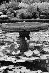 A pond