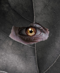 Golden Eye