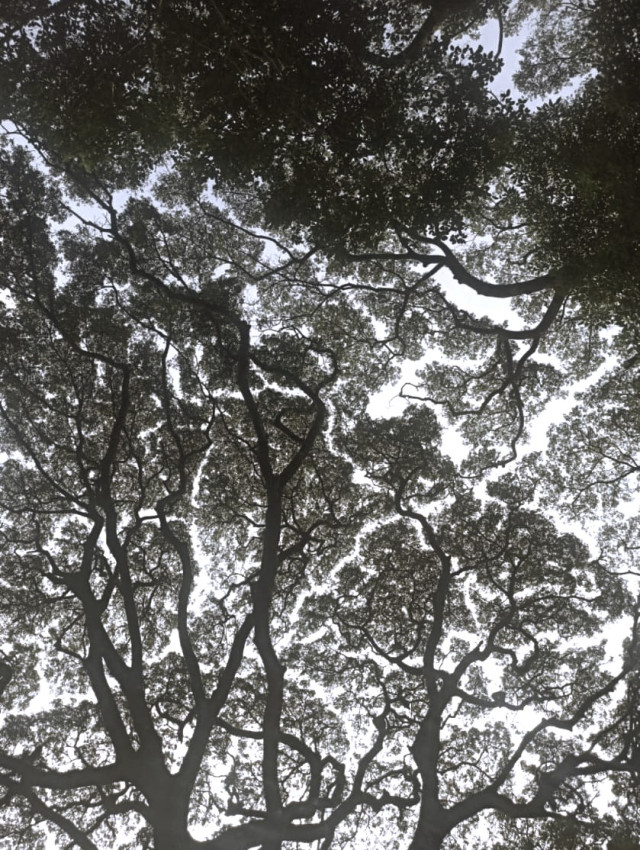 Trees