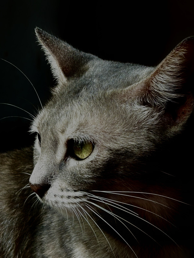 Dark cat