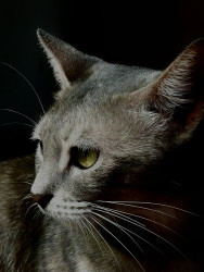 Dark cat