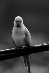 Parrot king