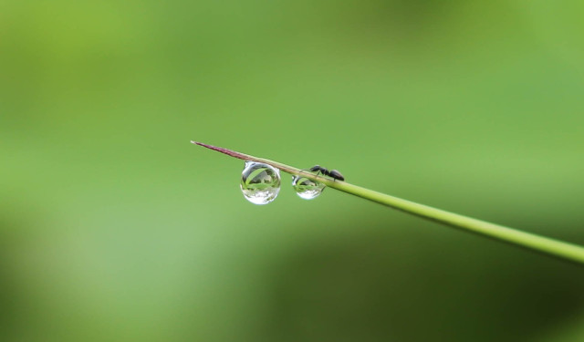 Formicidae