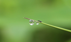 Formicidae