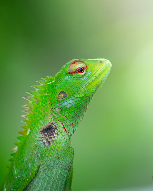 The Majestic Dragon