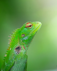 The Majestic Dragon
