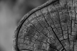 tree log