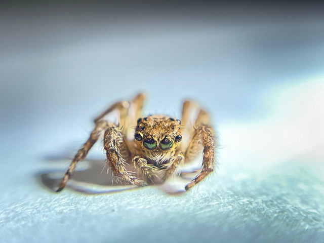 Eyes