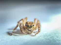Eyes