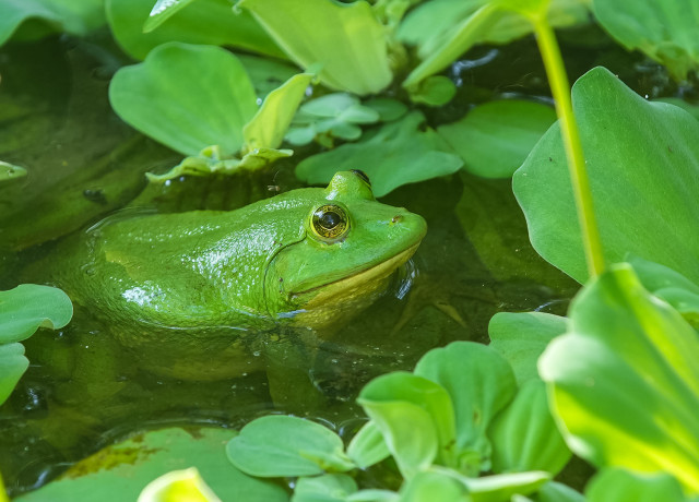 THE VISITOR IN THE MIDDLE OF THE LEAVES